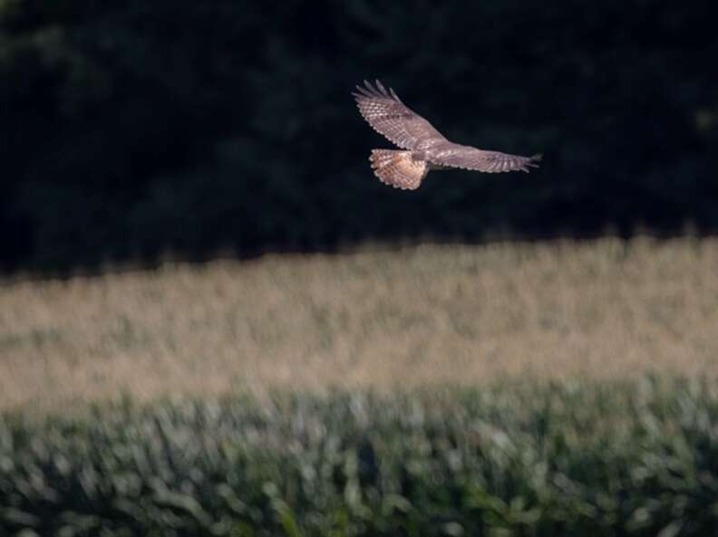 hawk flying away 