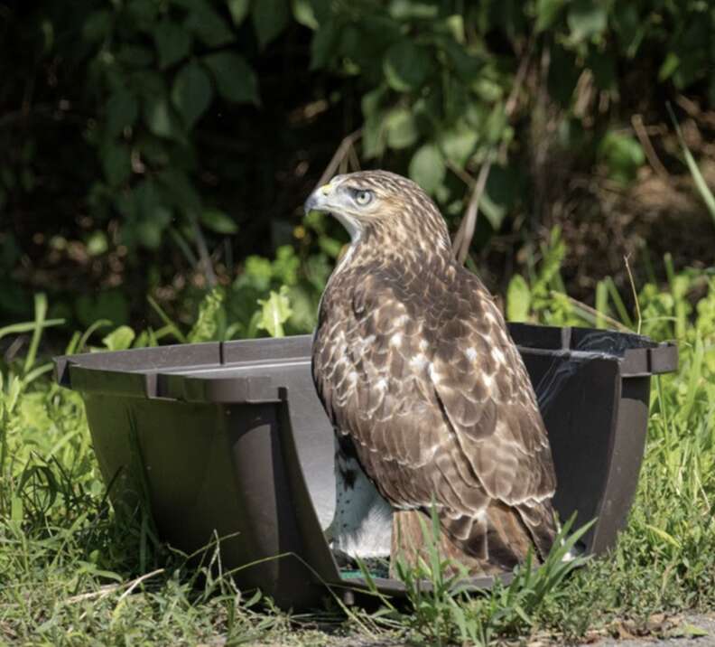 hawk in carrier 