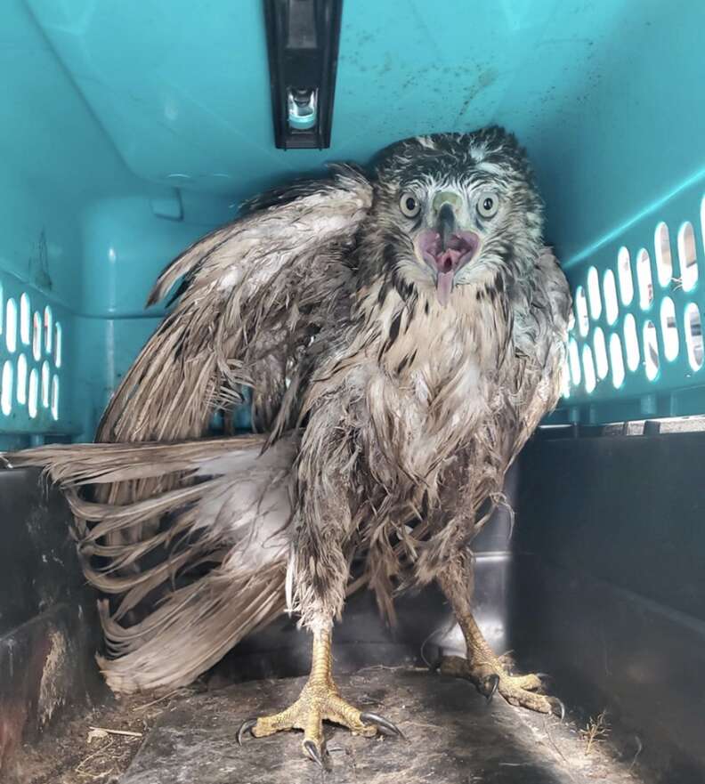 hawk in carrier 