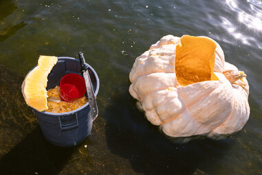 a pumpkin and a bucket holding pumpkin seeds