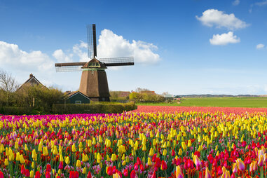 tulip field and a windmill in the netherlands