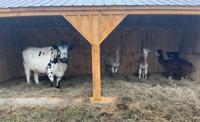 rescued cow