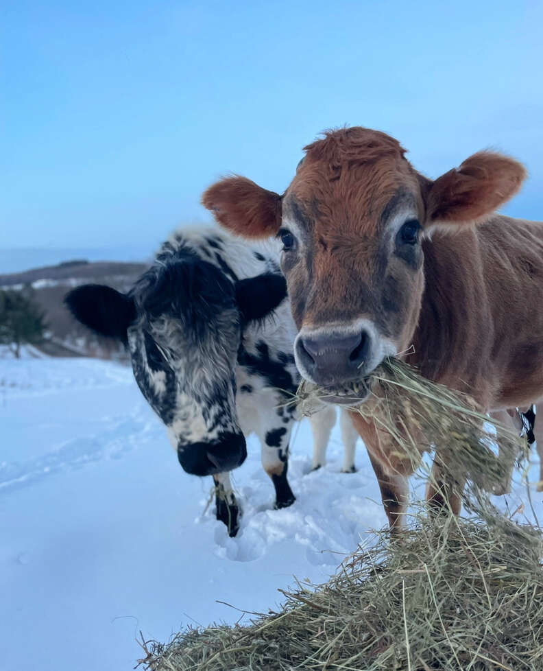 rescued cows