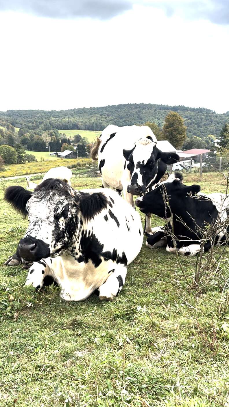 rescued cow