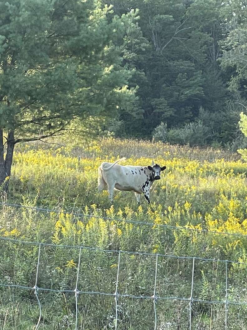 rescued cow