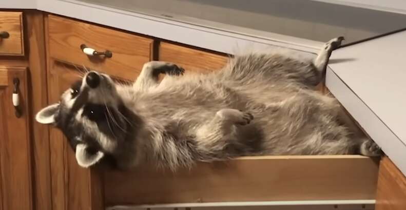 Raccoon in drawer