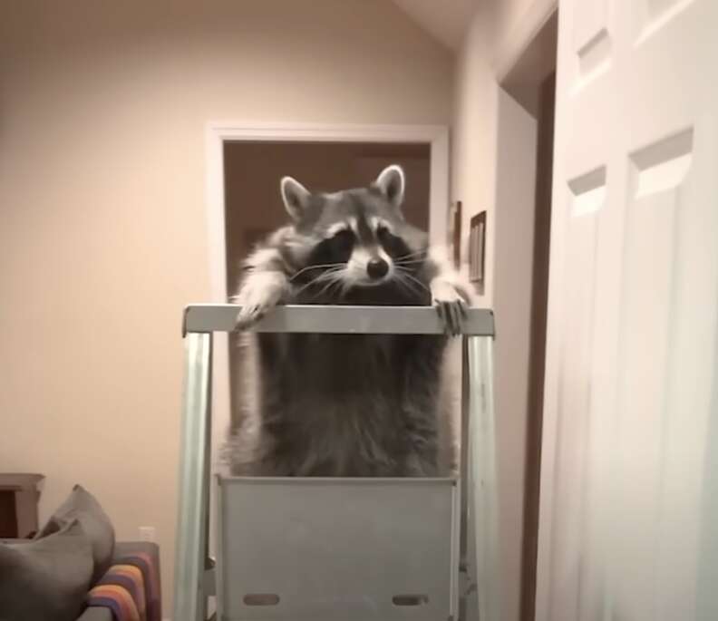 Raccoon climbing ladder