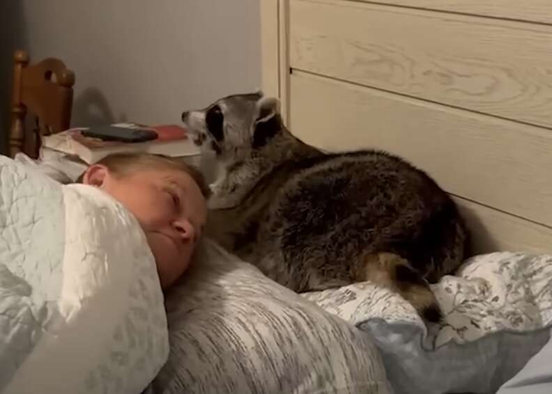 Raccoon on pillow above woman's head