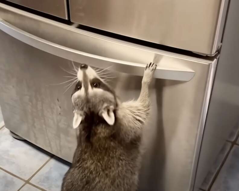 Raccoon opening fridge