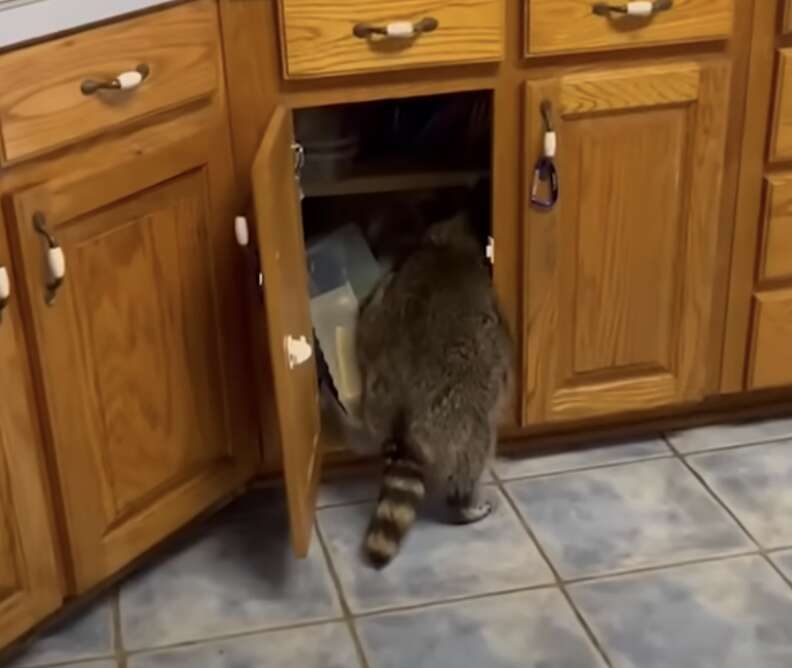 Raccon climbing into cabinet