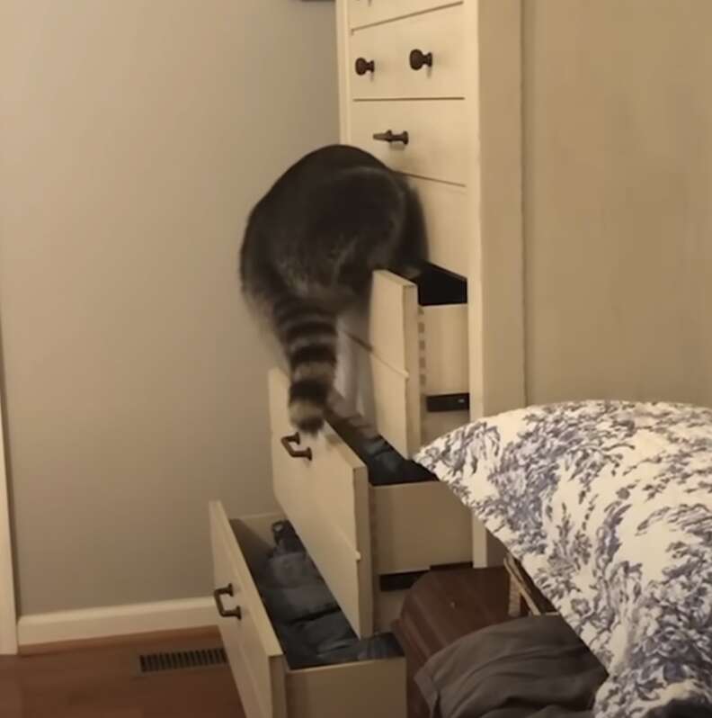 Raccoon climbing drawers