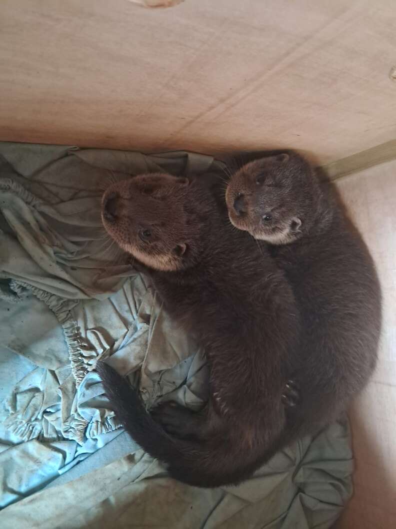 Otters in cardboard box