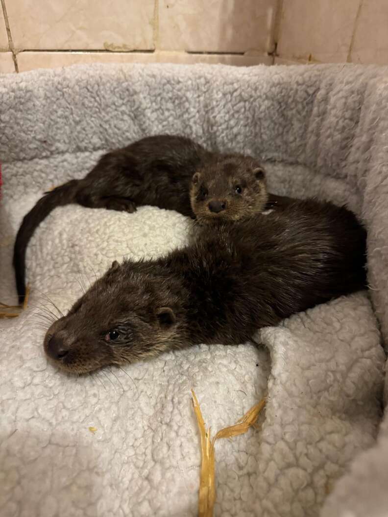 Otters in cardboard box