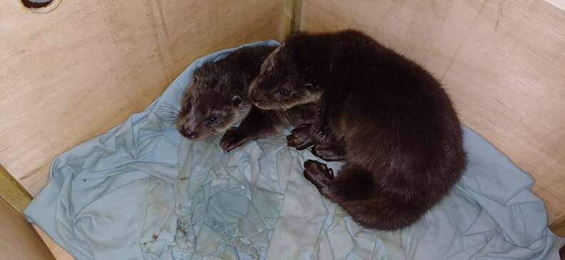 Otters inside cardboard box