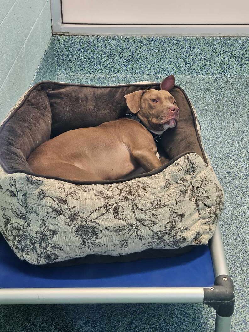 shelter dog