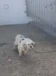 Shaggy Dog Left Tied To Fence In The Sweltering Heat Needed A Hero