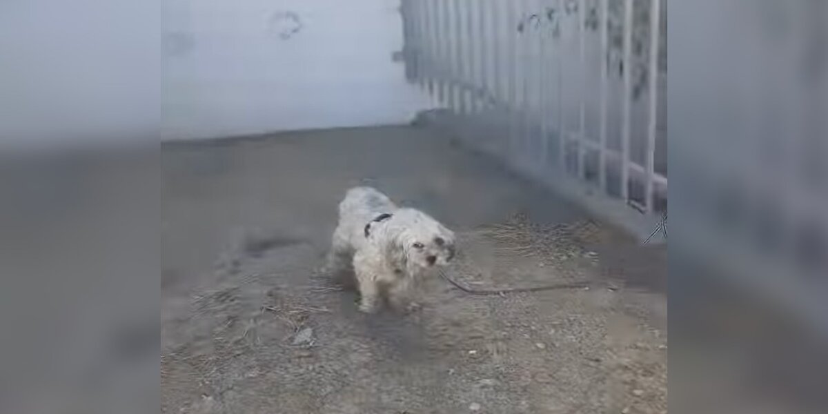 Shaggy Dog Left Tied To Fence In The Sweltering Heat Needed A Hero