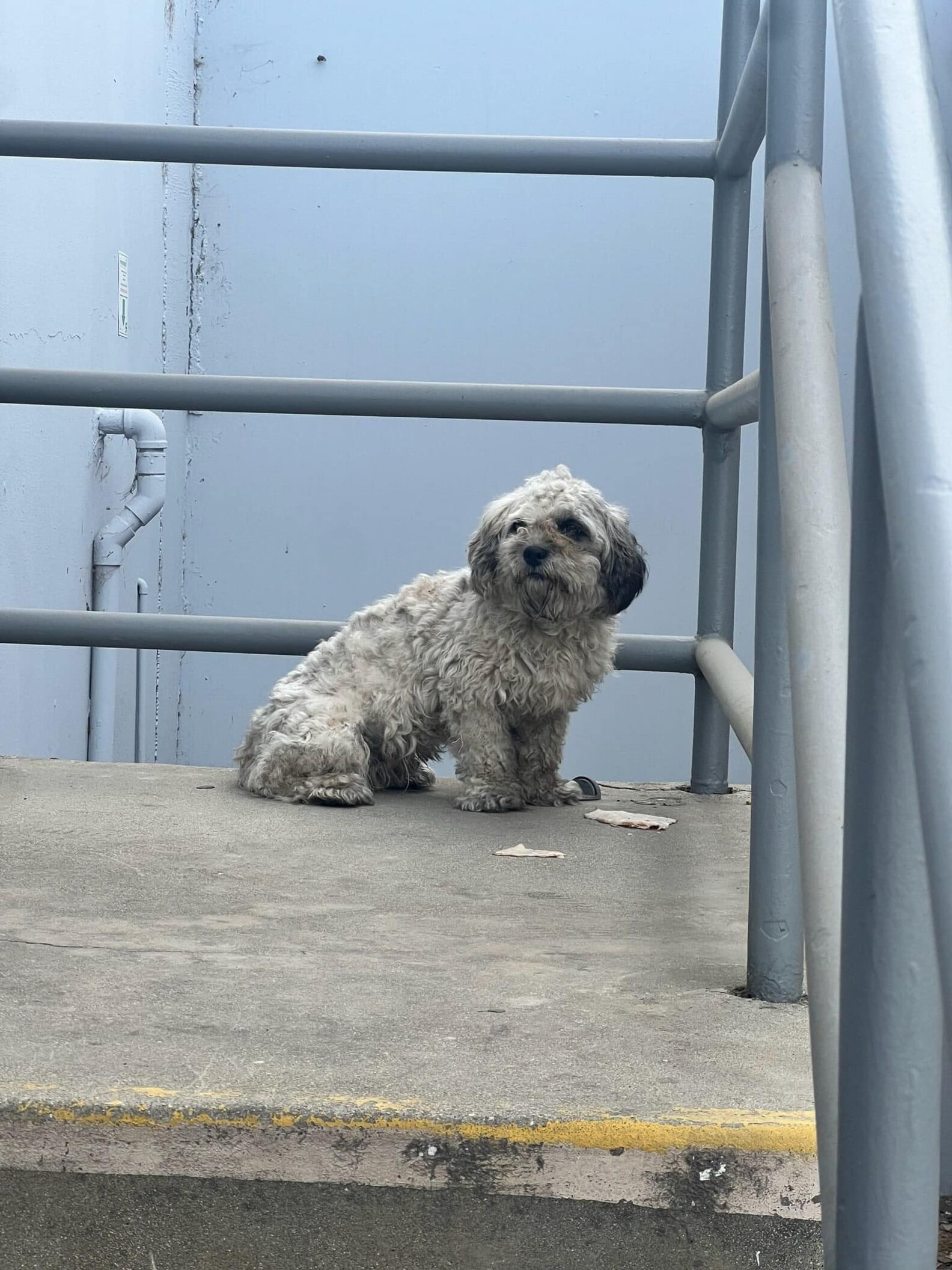 Shaggy Dog Left Tied To Fence In The Sweltering Heat Needed A Hero ...