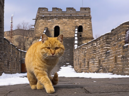 orange cat walking on the great wall of china