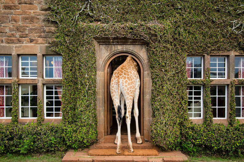 a giraffe butt is sticking out of a doorway of a hotel in Africa 