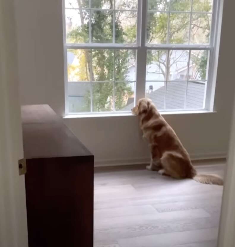 dog staring out window