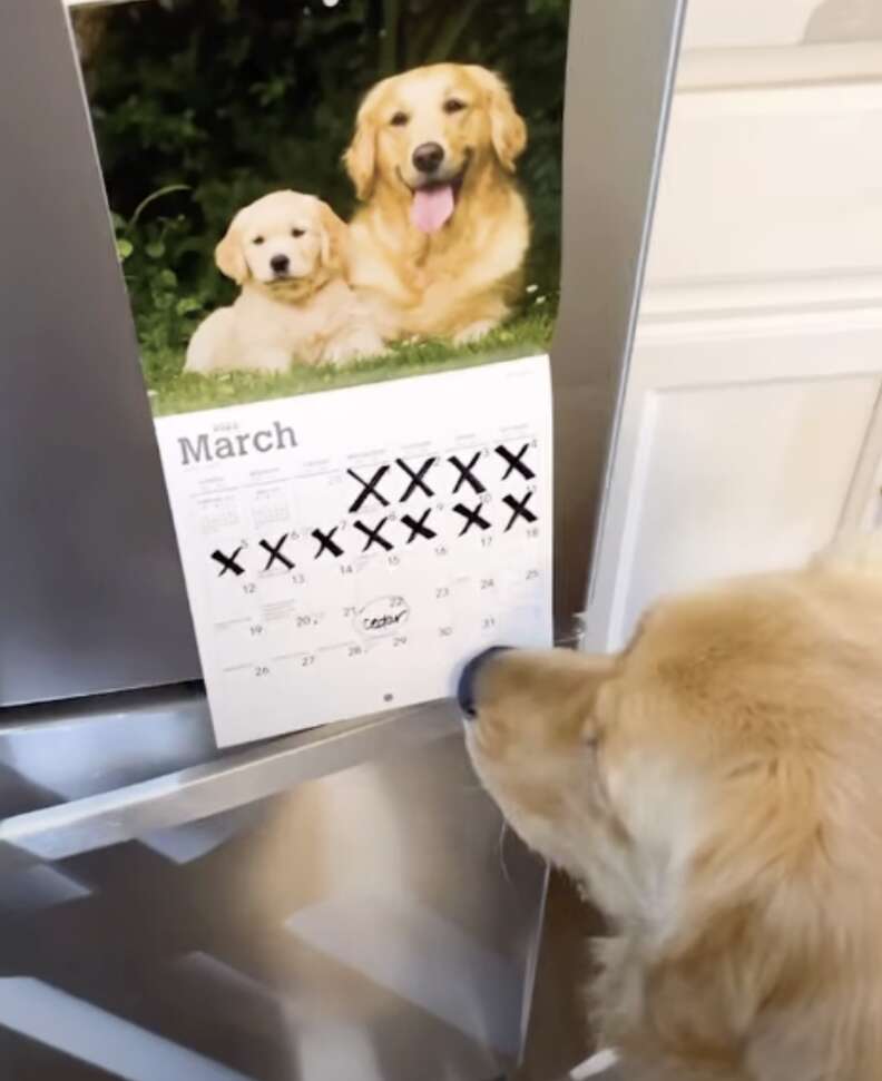 dog looking at calendar 