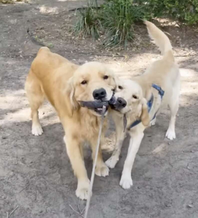 dogs playing with rope 