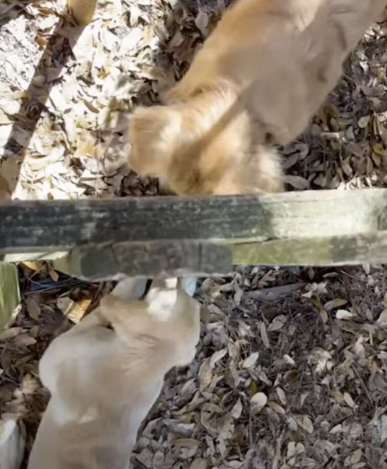 dogs playing through fence