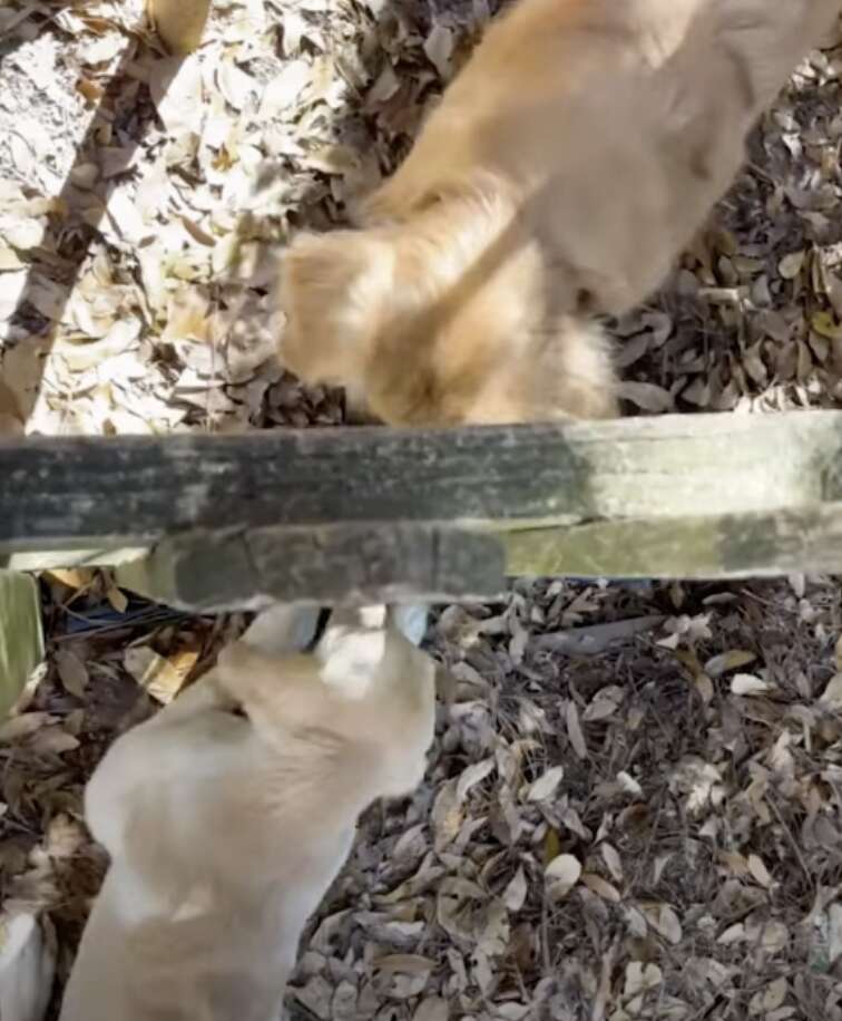 dogs playing through fence 