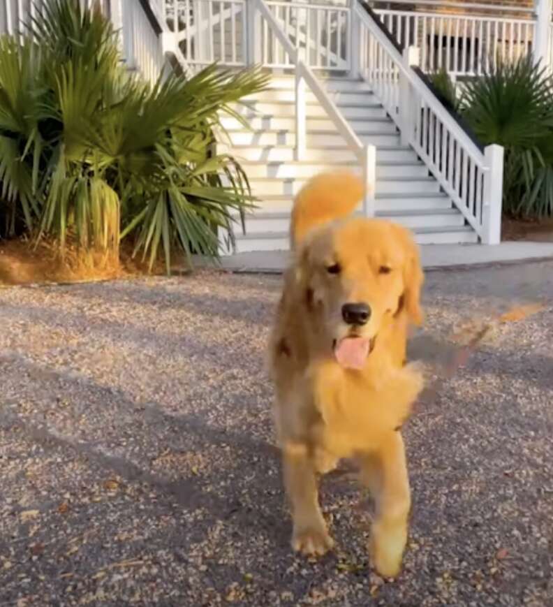 golden retriever 