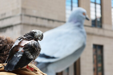 real nyc pigeon with dinosaur