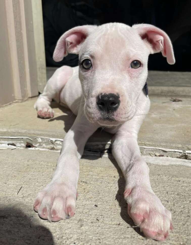 white puppy