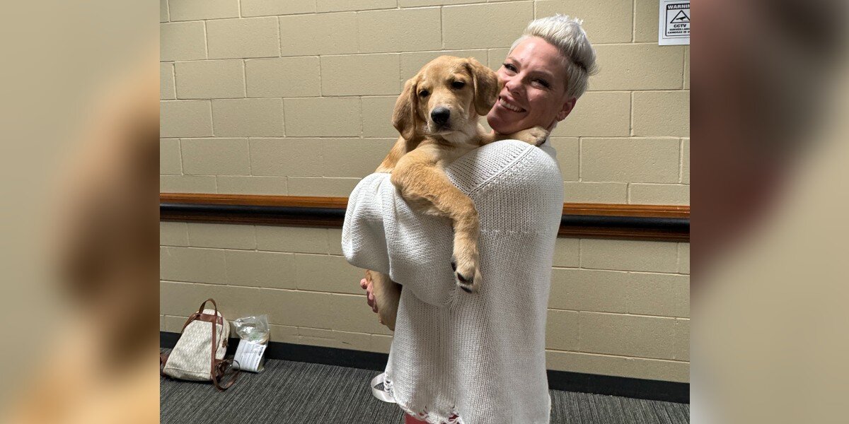 Puppy Rescued From Pile Of Fallen Branches Is Now On Tour With P!nk