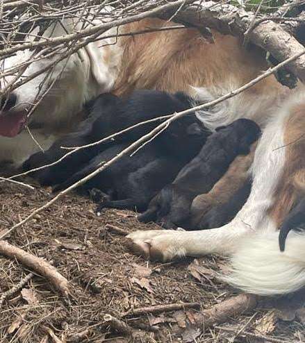 mama dog and puppies