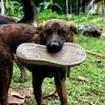 Street Dog Brings Gifts To Man Who Showed Her Kindness Every Day