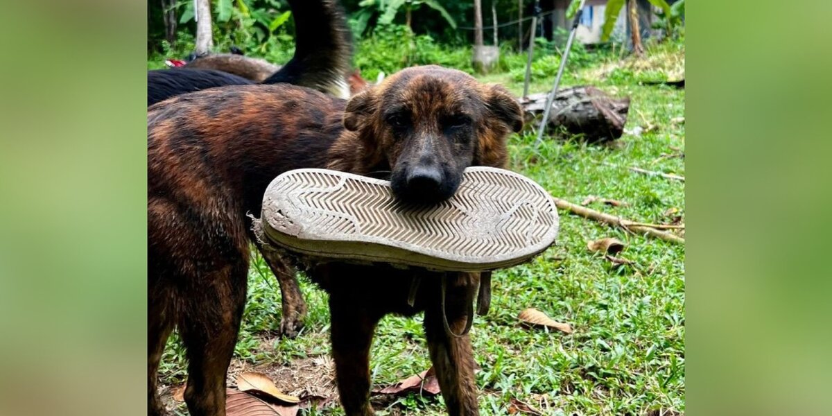 Street Dog Brings Gifts To Man Who Showed Her Kindness Every Day