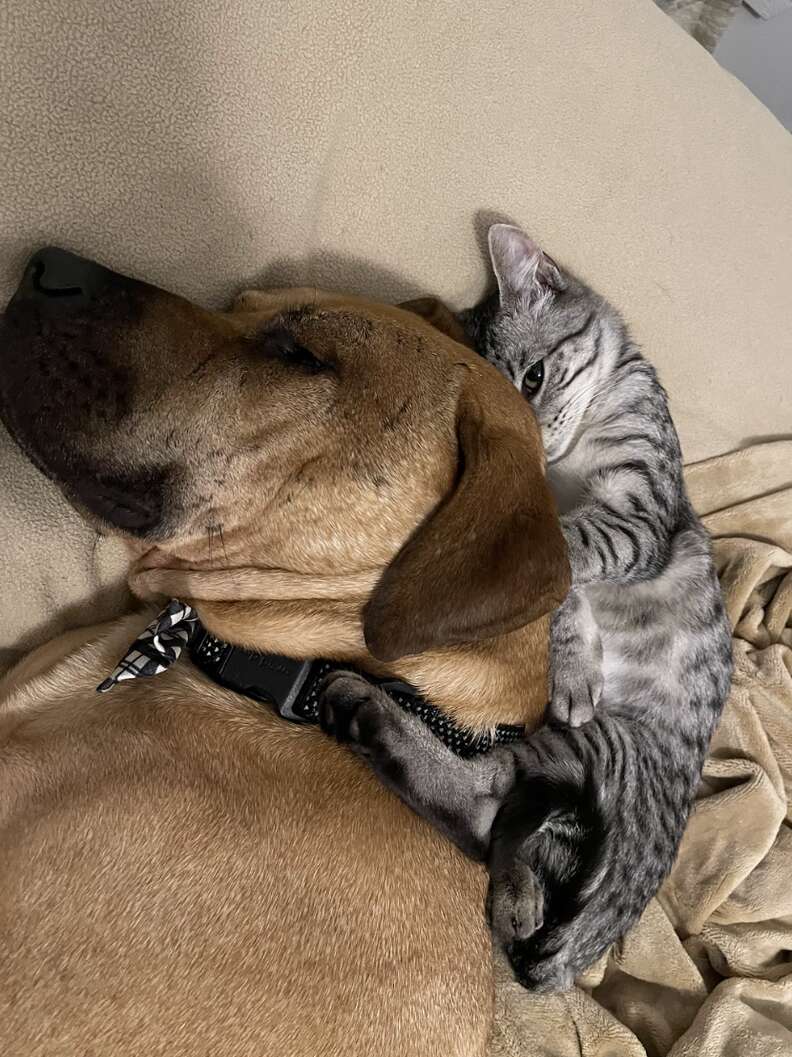 Kitten cuddling dog