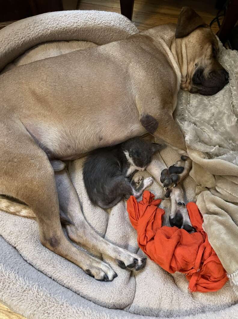 Kitten cuddled up with dog