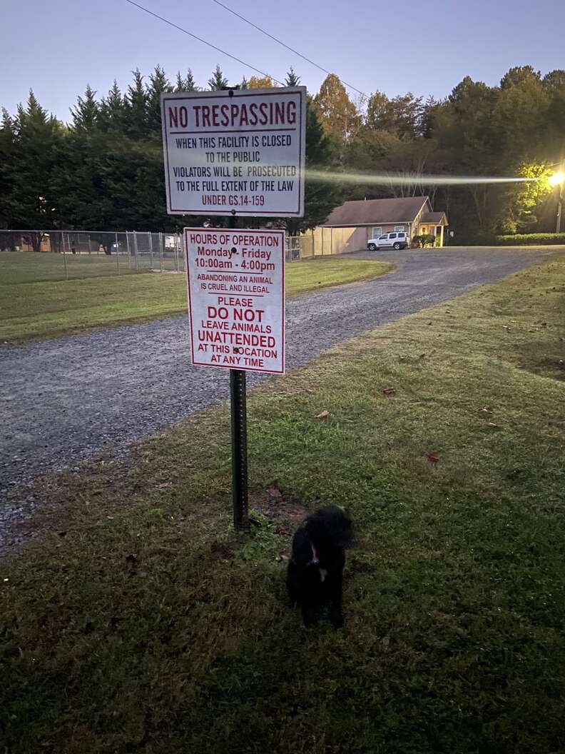 dog tied to sign