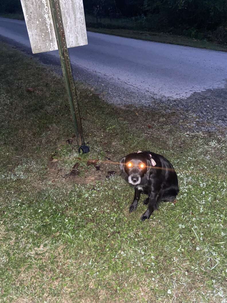 dog tied to sign