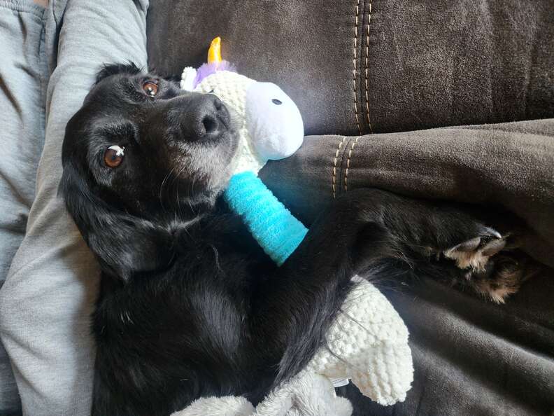 dog cuddling with toy