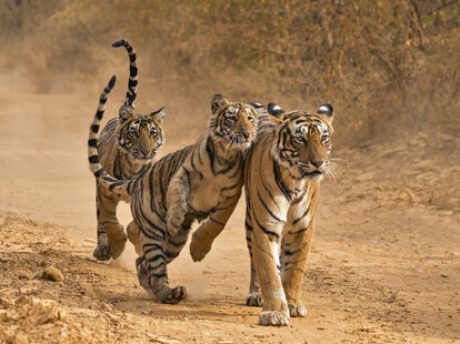Tigers at Ranthambore National Park