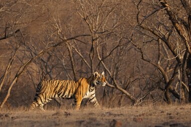 Bengal tiger at Ranthambore National Park, India