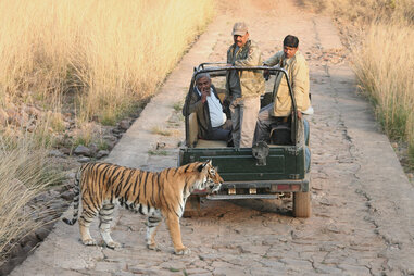 tiger safari India, Ranthambore National Park