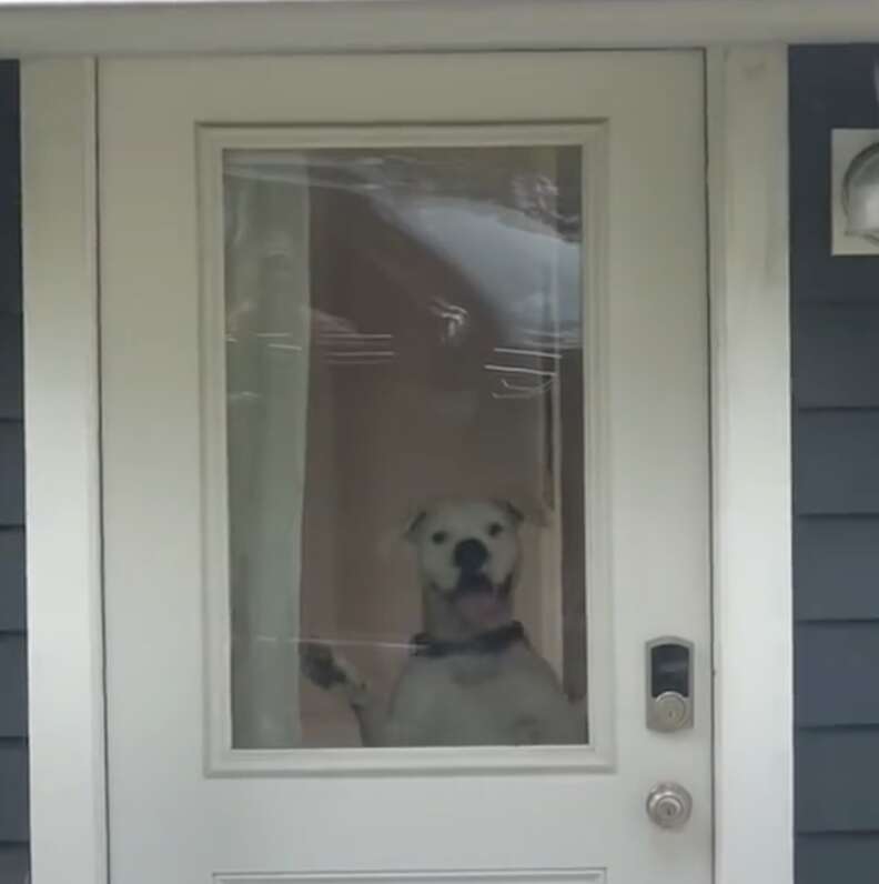 Dog jumping up into window