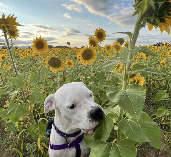 Dog biting sunflower