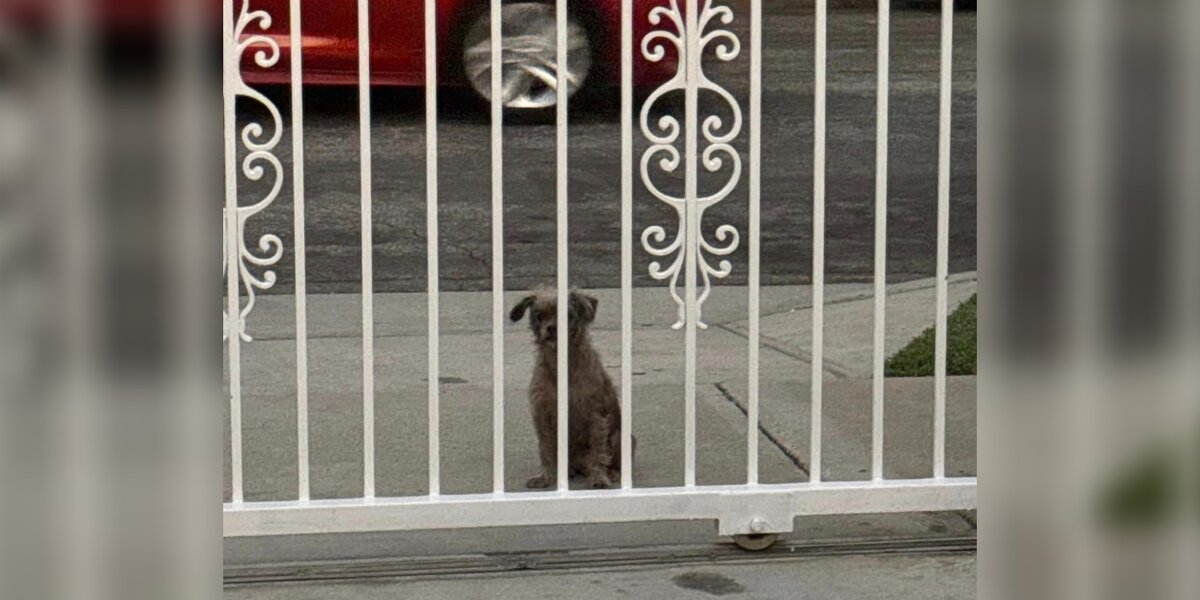 Stray Dog Stares Through Neighbor's Front Gate And Begs For A Home