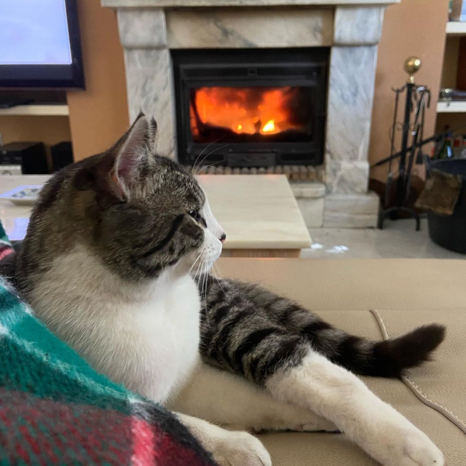 Woman Is Perplexed As Her Cat And Dog Both Suddenly Start Limping - The ...
