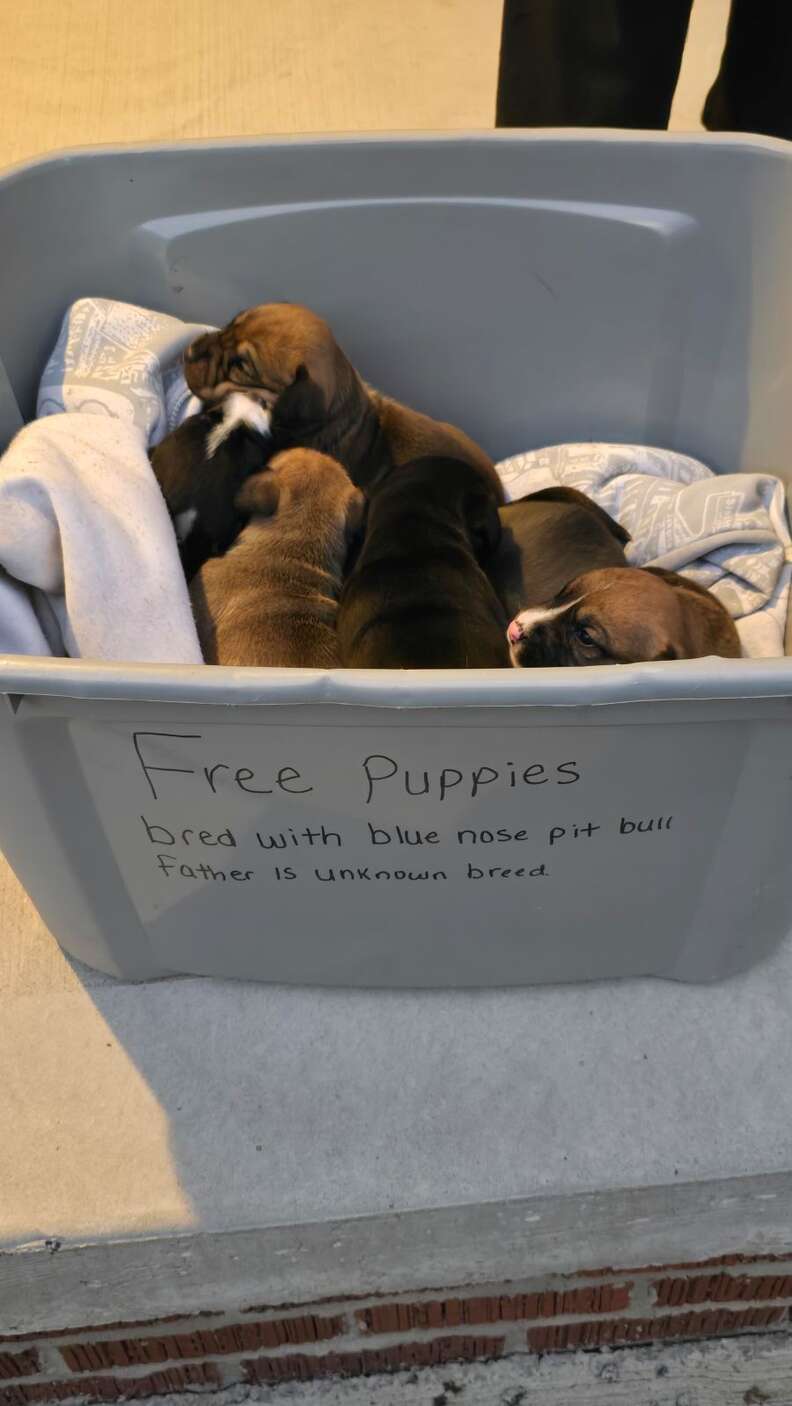 puppies