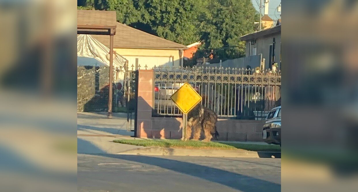 Neighbors Band Together To Save Stray Giant With 'Dreadlocks'
